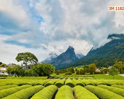 Tranh bán chạy nhất 